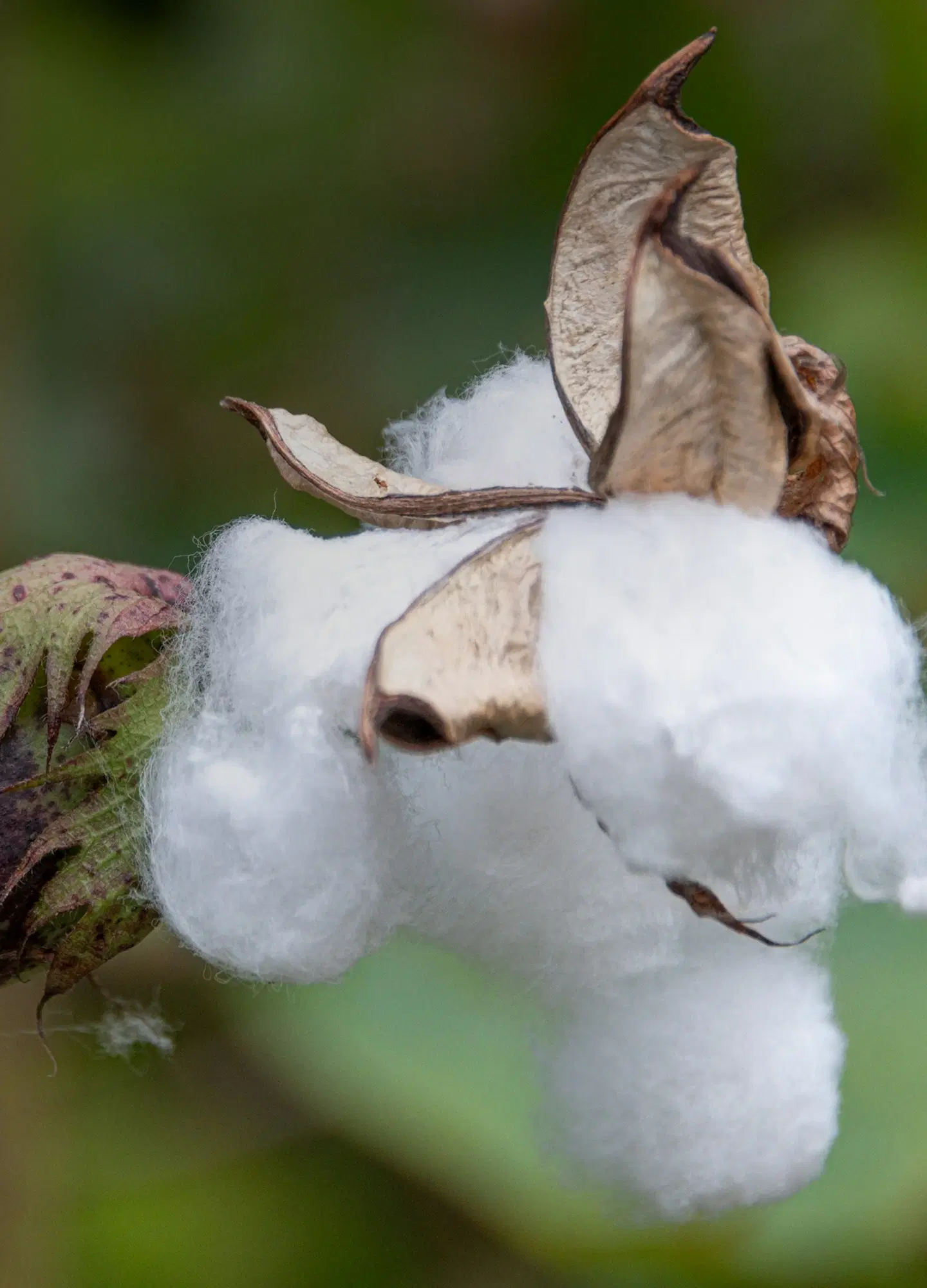 Sustainability Hero Mobile